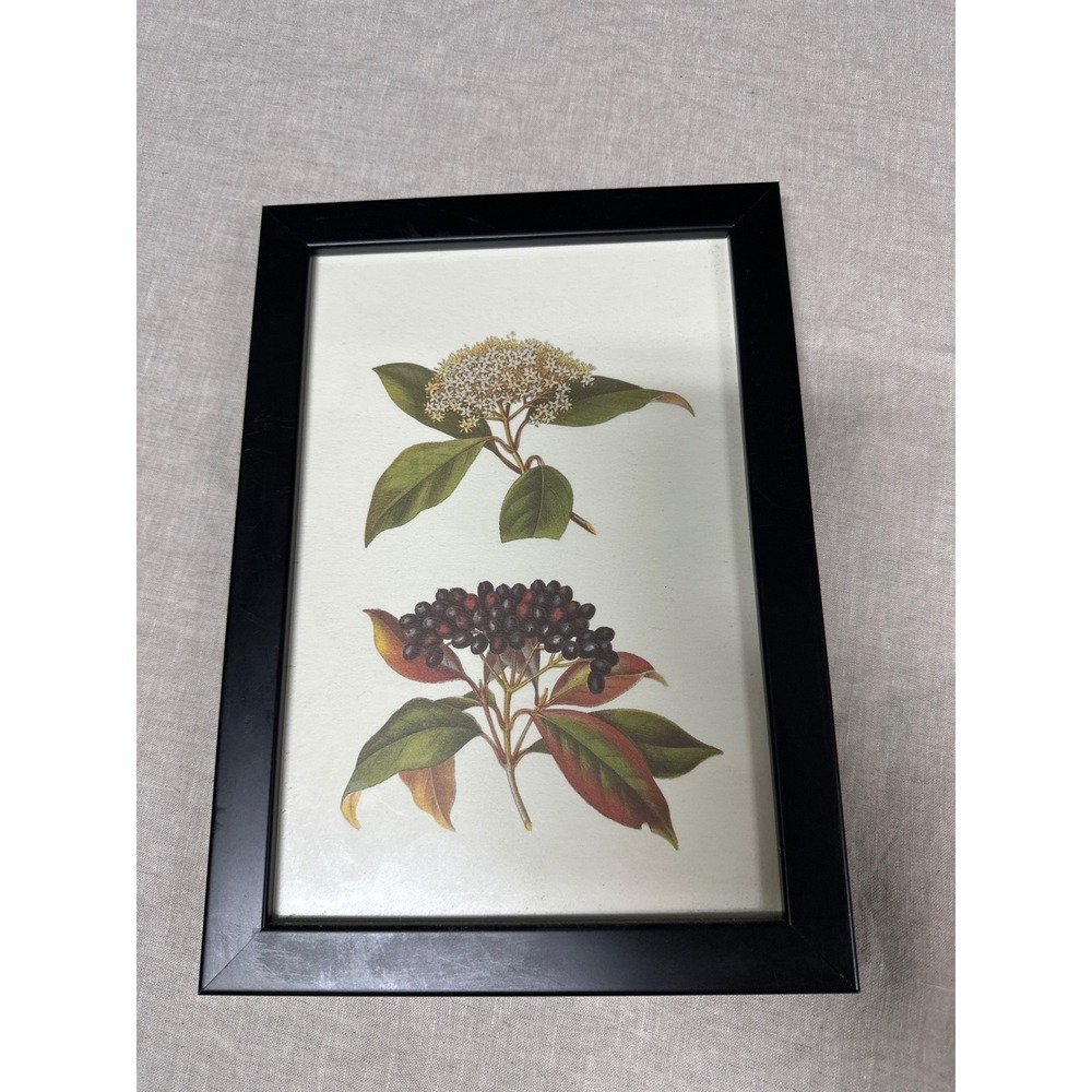 Vintage Naked Viburnum Botanical Print Framed Wall Art Black 12.5x8.5 2455